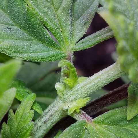 Afghan Landrace  growlog timeline photo