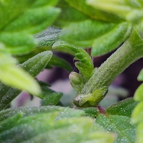 Afghan Landrace  growlog timeline photo