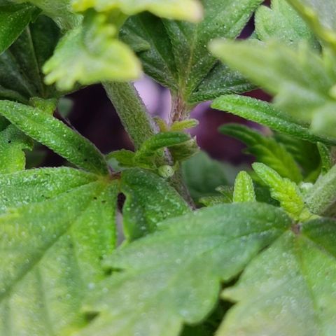 Afghan Landrace  growlog timeline photo