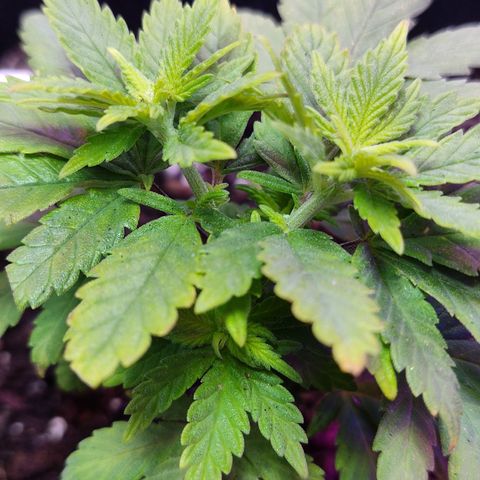 Afghan Landrace  growlog timeline photo