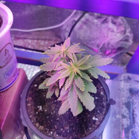 Afghan Landrace  growlog timeline photo