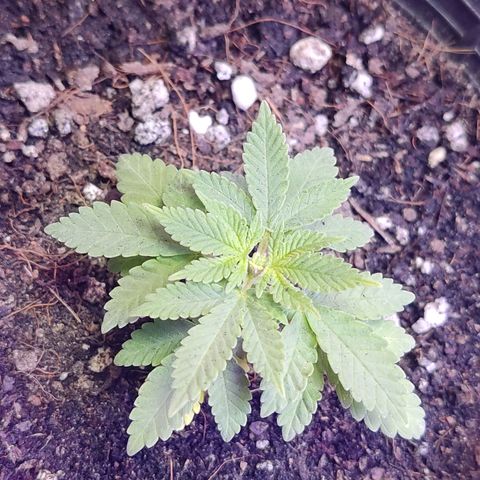 Afghan Landrace  growlog photo: Topped 