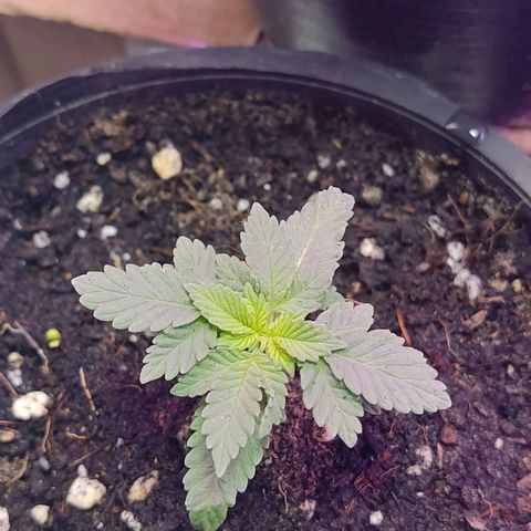 Afghan Landrace  growlog timeline photo