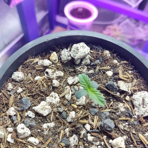 Sativa Afghan  growlog timeline photo