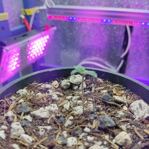 Sativa Afghan  growlog timeline photo