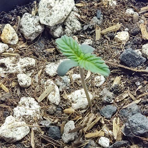 Sativa Afghan  growlog timeline photo