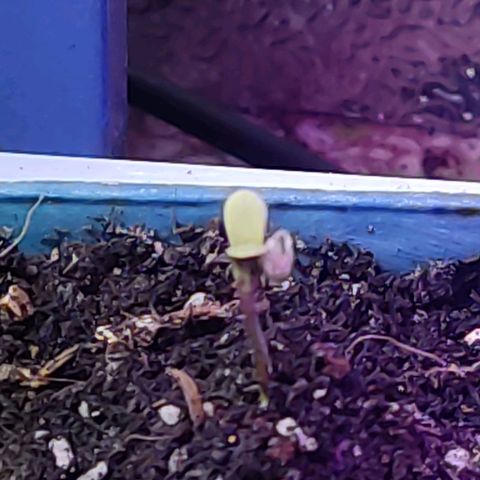 Black Afghan  growlog timeline photo