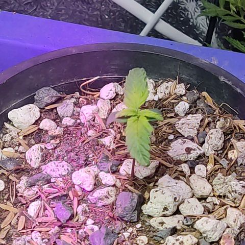 Sativa Afghan  growlog timeline photo