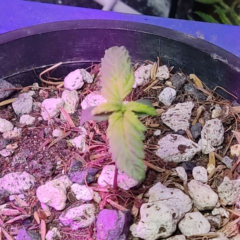 Sativa Afghan  growlog timeline photo