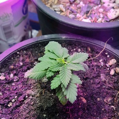 Afghan Landrace  growlog timeline photo