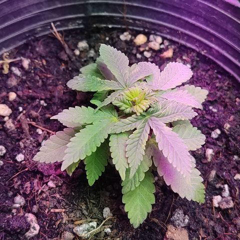 Afghan Landrace  growlog timeline photo