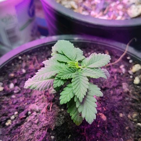 Afghan Landrace  growlog timeline photo