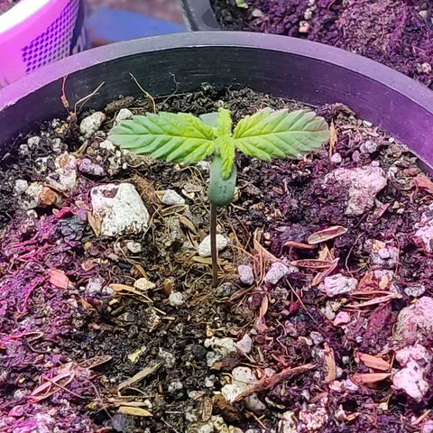 Sativa Afghan  growlog timeline photo