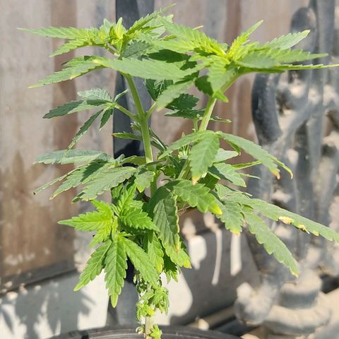 Afghan Landrace  growlog timeline photo