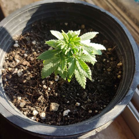 Afghan Landrace  growlog timeline photo