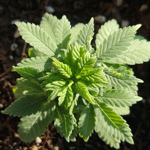 Afghan Landrace  growlog timeline photo