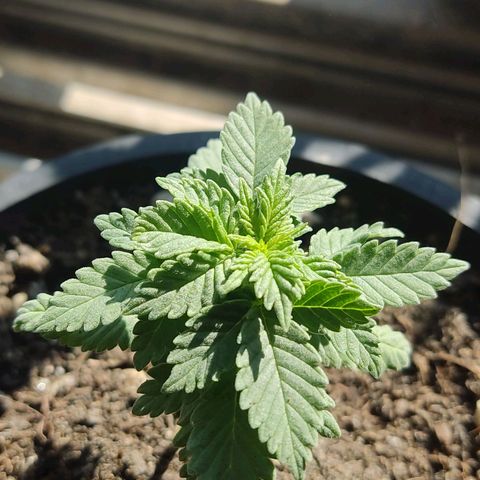 Afghan Landrace  growlog timeline photo