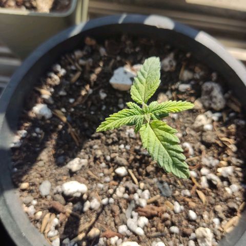 Sativa Afghan  growlog timeline photo