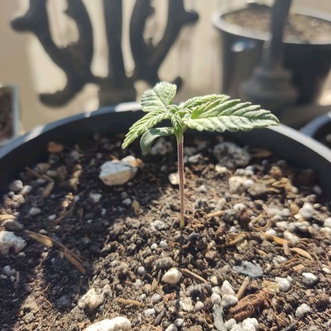 Sativa Afghan  growlog timeline photo