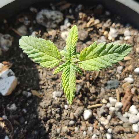 Sativa Afghan  growlog timeline photo