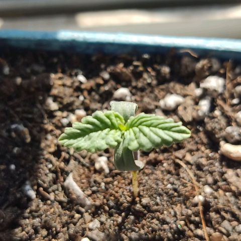 Black Afghan  growlog timeline photo