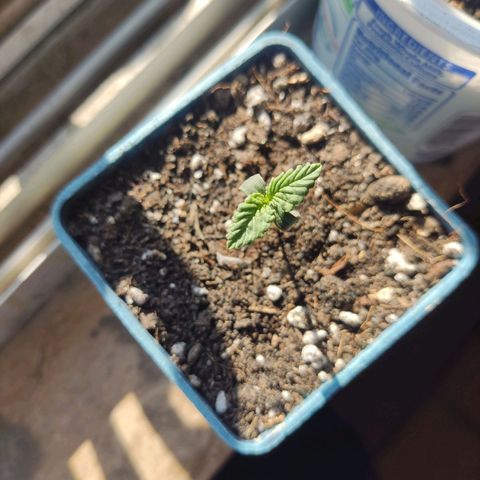 Black Afghan  growlog timeline photo