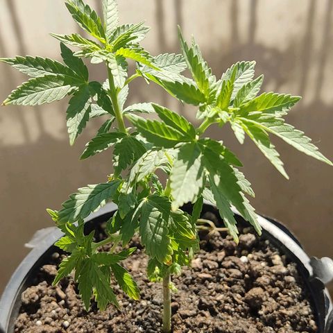Afghan Landrace  growlog timeline photo