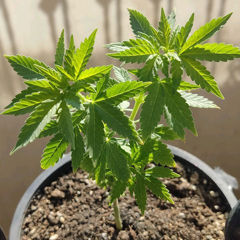 Afghan Landrace  growlog timeline photo