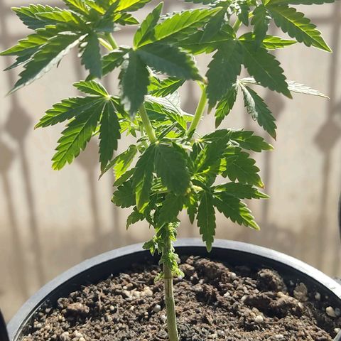 Afghan Landrace  growlog timeline photo