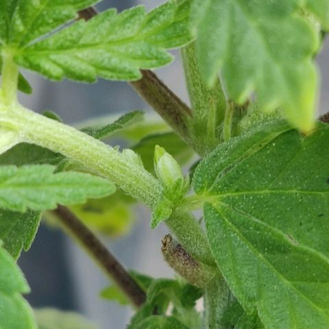 Afghan Landrace  growlog timeline photo