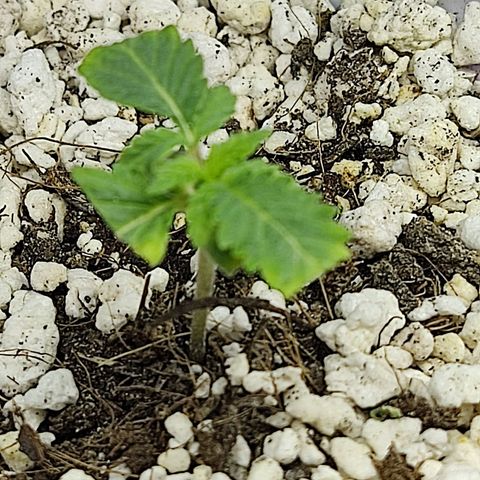 Afghan Landrace  growlog timeline photo