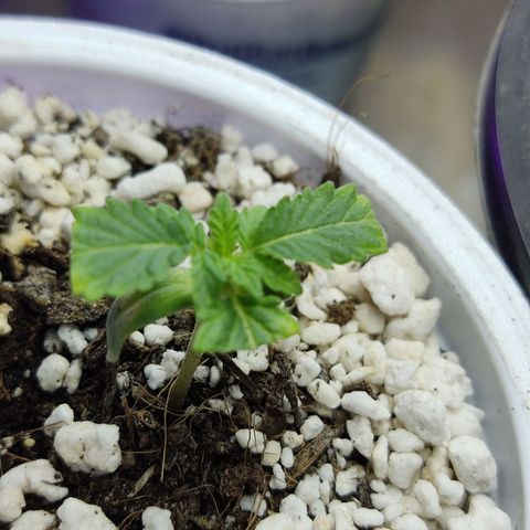 Afghan Landrace  growlog timeline photo