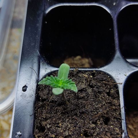 Afghan Landrace  growlog timeline photo