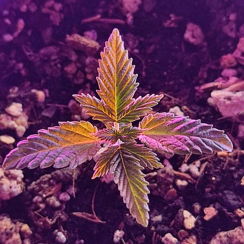 Sativa Afghan  growlog timeline photo