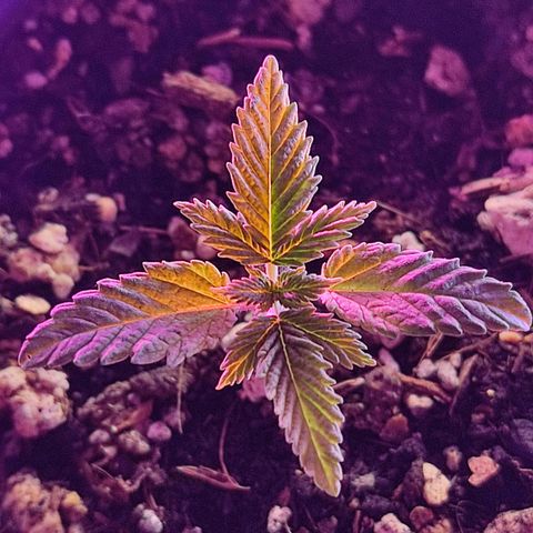 Sativa Afghan  growlog timeline photo