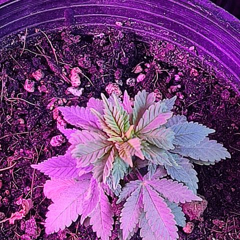 Afghan Landrace  growlog timeline photo