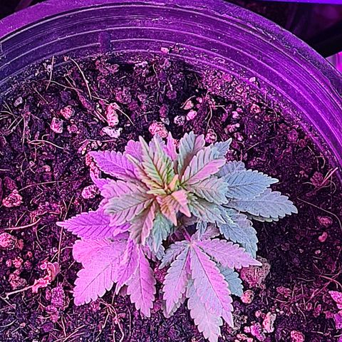Afghan Landrace  growlog timeline photo