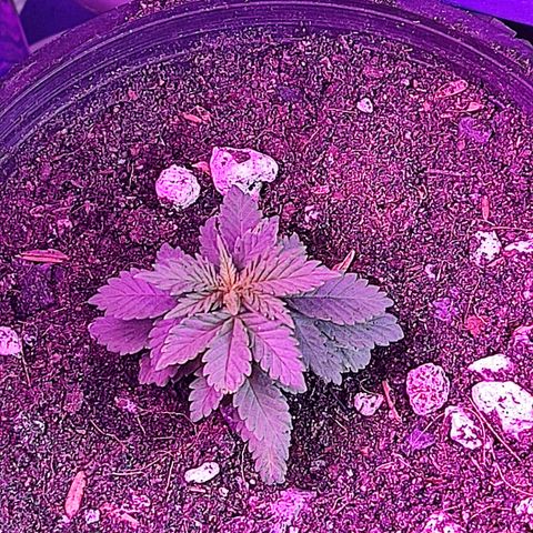 Afghan Landrace  growlog timeline photo
