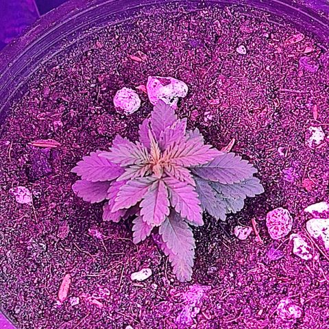 Afghan Landrace  growlog timeline photo
