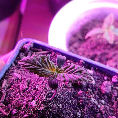 Black Afghan  growlog timeline photo