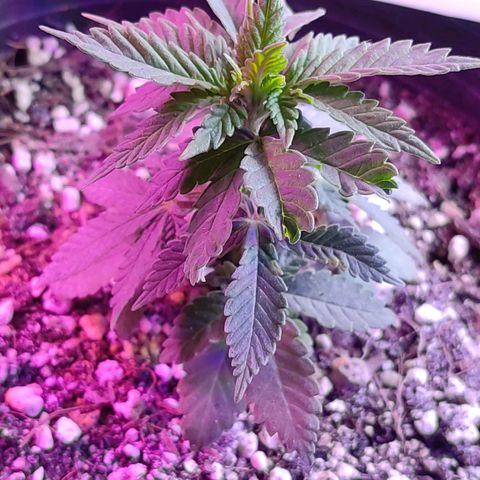 Afghan Landrace  growlog timeline photo