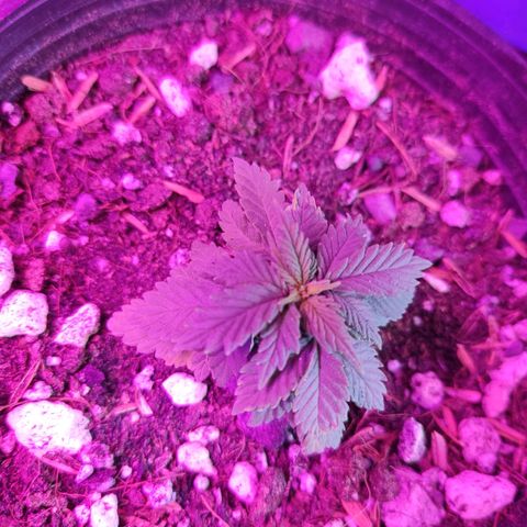 Afghan Landrace  growlog timeline photo