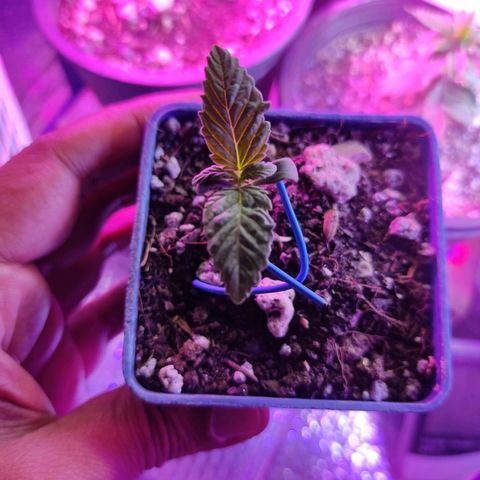 Black Afghan  growlog timeline photo