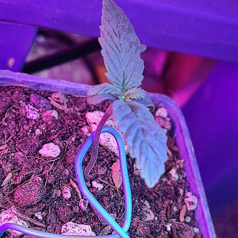 Black Afghan  growlog timeline photo