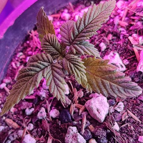 Sativa Afghan  growlog timeline photo
