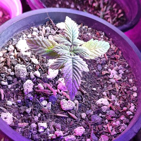 Sativa Afghan  growlog timeline photo