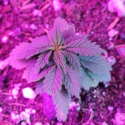 Afghan Landrace  growlog timeline photo