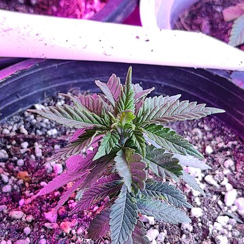Afghan Landrace  growlog timeline photo