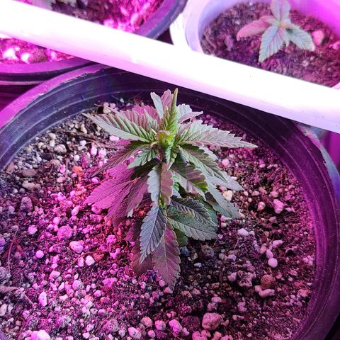Afghan Landrace  growlog timeline photo