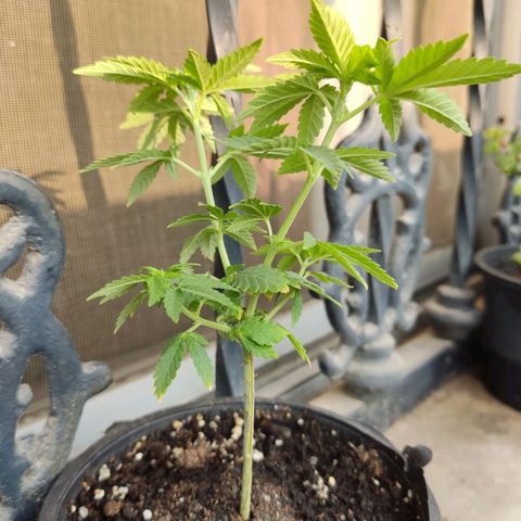 Afghan Landrace  growlog photo: Confirmed Female plant 